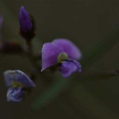 Glycine clandestina (Twining Glycine) at Campbell, ACT - 5 Oct 2024 by Venture