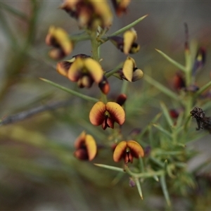 Daviesia genistifolia at Campbell, ACT - 5 Oct 2024