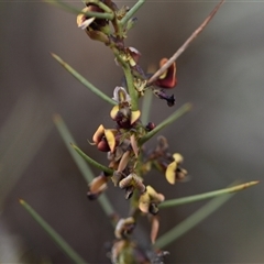 Daviesia genistifolia at Campbell, ACT - 5 Oct 2024