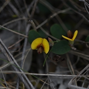Bossiaea prostrata at Campbell, ACT - 5 Oct 2024 02:12 PM