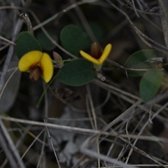 Bossiaea prostrata at Campbell, ACT - 5 Oct 2024 02:12 PM