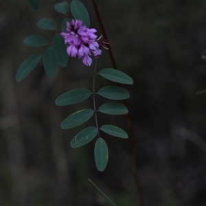 Indigofera australis subsp. australis at Campbell, ACT - 5 Oct 2024 02:03 PM