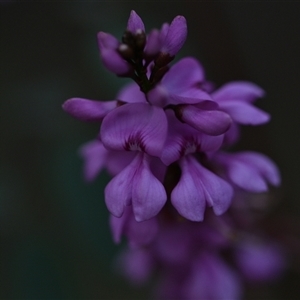 Indigofera australis subsp. australis at Campbell, ACT - 5 Oct 2024 02:03 PM