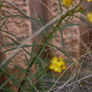 Xerochrysum viscosum at Campbell, ACT - 5 Oct 2024