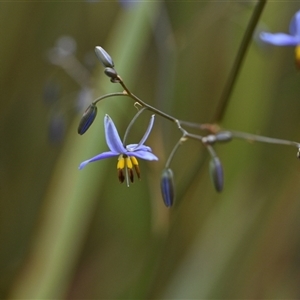 Dianella revoluta var. revoluta at Campbell, ACT - 5 Oct 2024 01:44 PM