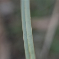 Dianella revoluta var. revoluta at Campbell, ACT - 5 Oct 2024 01:44 PM