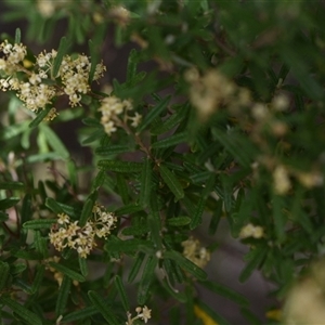 Pomaderris angustifolia at Campbell, ACT - 5 Oct 2024 01:40 PM