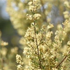 Pomaderris angustifolia at Campbell, ACT - 5 Oct 2024 01:40 PM