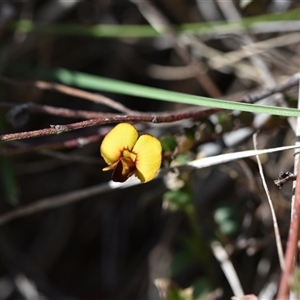 Bossiaea buxifolia at Campbell, ACT - 5 Oct 2024 01:36 PM