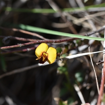 Bossiaea buxifolia (Matted Bossiaea) at Campbell, ACT - 5 Oct 2024 by Venture