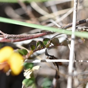 Bossiaea buxifolia at Campbell, ACT - 5 Oct 2024 01:36 PM