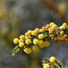 Acacia paradoxa (Kangaroo Thorn) at Campbell, ACT - 5 Oct 2024 by Venture