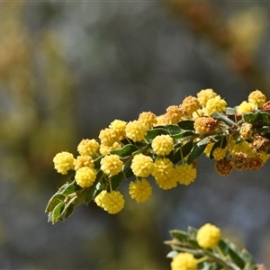 Acacia paradoxa at Campbell, ACT - 5 Oct 2024