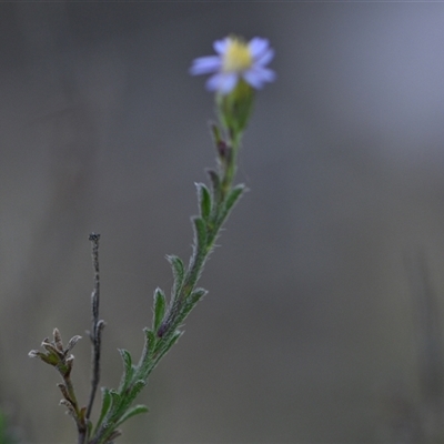 Vittadinia cuneata var. cuneata (Fuzzy New Holland Daisy) at Campbell, ACT - 5 Oct 2024 by Venture