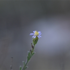 Vittadinia cuneata var. cuneata at Campbell, ACT - 5 Oct 2024