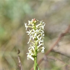 Stackhousia monogyna (Creamy Candles) at Campbell, ACT - 5 Oct 2024 by Venture