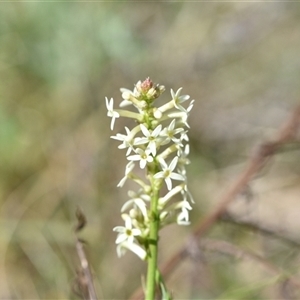 Stackhousia monogyna at Campbell, ACT - 5 Oct 2024