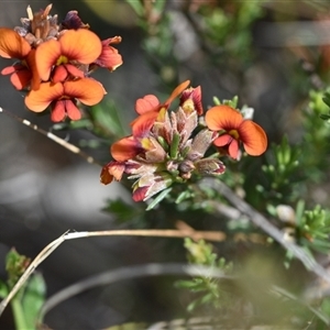 Dillwynia sericea at Campbell, ACT - 5 Oct 2024