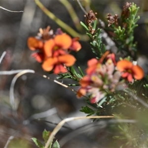 Dillwynia sericea at Campbell, ACT - 5 Oct 2024