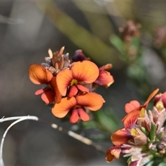 Dillwynia sericea at Campbell, ACT - 5 Oct 2024 01:26 PM
