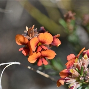 Dillwynia sericea at Campbell, ACT - 5 Oct 2024