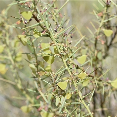 Daviesia genistifolia (Broom Bitter Pea) at Campbell, ACT - 5 Oct 2024 by Venture