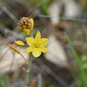 Bulbine bulbosa at Campbell, ACT - 5 Oct 2024