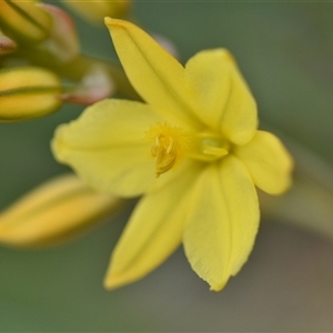 Bulbine bulbosa at Campbell, ACT - 5 Oct 2024