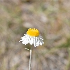 Leucochrysum albicans subsp. tricolor (Hoary Sunray) at Campbell, ACT - 5 Oct 2024 by Venture