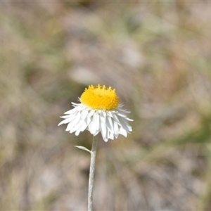 Leucochrysum albicans subsp. tricolor at Campbell, ACT - 5 Oct 2024