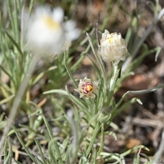 Leucochrysum albicans subsp. tricolor at Campbell, ACT - 5 Oct 2024