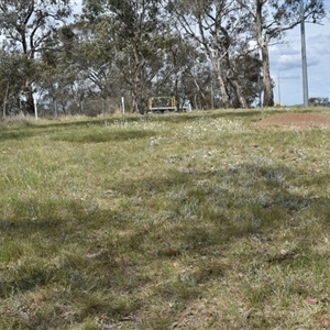 Leucochrysum albicans subsp. tricolor at Campbell, ACT - 5 Oct 2024