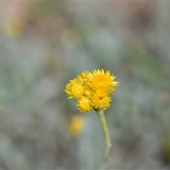 Chrysocephalum apiculatum (Common Everlasting) at Campbell, ACT - 5 Oct 2024 by Venture