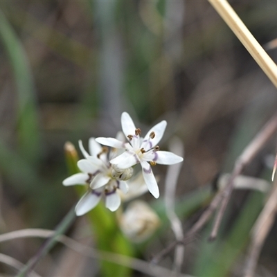 Wurmbea dioica subsp. dioica (Early Nancy) at Hume, ACT - 4 Oct 2024 by Venture