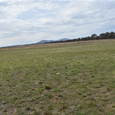 Stackhousia monogyna (Creamy Candles) at Hume, ACT - 4 Oct 2024 by Venture