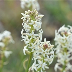 Stackhousia monogyna at Hume, ACT - 4 Oct 2024 02:39 PM