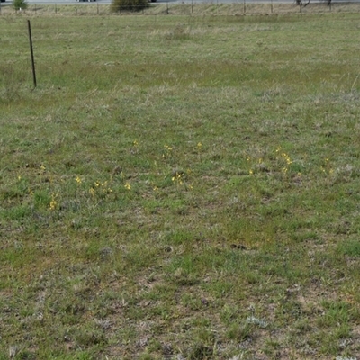 Bulbine bulbosa (Golden Lily, Bulbine Lily) at Hume, ACT - 4 Oct 2024 by Venture