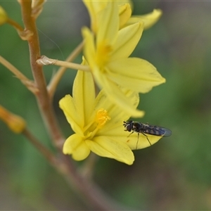 Bulbine bulbosa at Hume, ACT - 4 Oct 2024