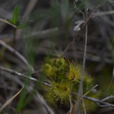 Drosera gunniana (Pale Sundew) at Hume, ACT - 4 Oct 2024 by Venture