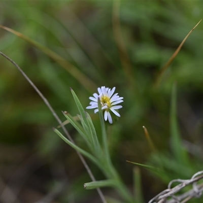 Vittadinia muelleri (Narrow-leafed New Holland Daisy) at Hume, ACT - 4 Oct 2024 by Venture