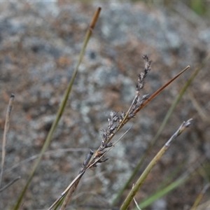 Lepidosperma laterale at Hume, ACT - 4 Oct 2024