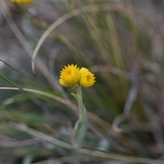 Chrysocephalum apiculatum (Common Everlasting) at Symonston, ACT - 4 Oct 2024 by Venture