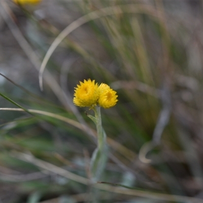 Chrysocephalum apiculatum (Common Everlasting) at Symonston, ACT - 4 Oct 2024 by Venture