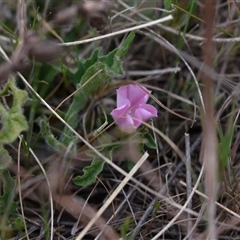 Convolvulus angustissimus subsp. angustissimus (Australian Bindweed) at Hume, ACT - 4 Oct 2024 by Venture