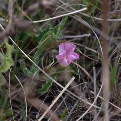 Convolvulus angustissimus subsp. angustissimus (Australian Bindweed) at Hume, ACT - 4 Oct 2024 by Venture