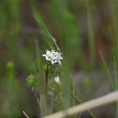 Asperula conferta (Common Woodruff) at Hume, ACT - 4 Oct 2024 by Venture