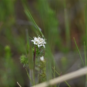 Asperula conferta at Hume, ACT - 4 Oct 2024 01:25 PM