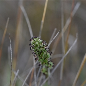 Acaena x ovina at Hume, ACT - 4 Oct 2024