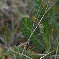 Acaena x ovina at Hume, ACT - 4 Oct 2024