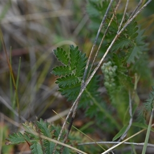 Acaena x ovina at Hume, ACT - 4 Oct 2024